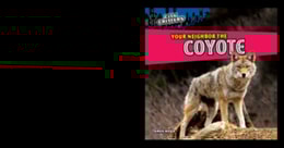 Your Neighbor the Coyote