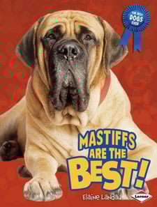 Mastiffs Are the Best!