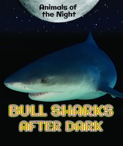 Bull Sharks After Dark