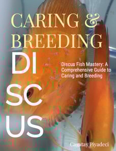Discus Fish Mastery: A Comprehensive Guide to Caring and Breeding