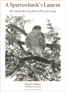 Sparrowhawk's Lament