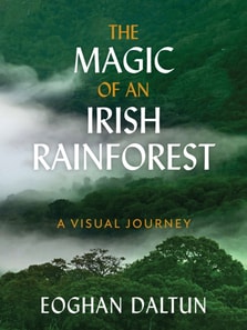 Magic of an Irish Rainforest