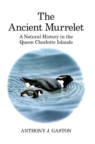 Ancient Murrelet
