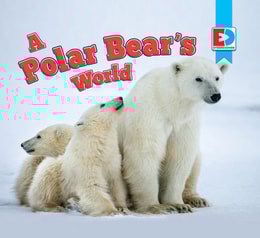 Polar Bear's World