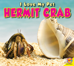 Hermit Crab