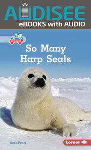 So Many Harp Seals