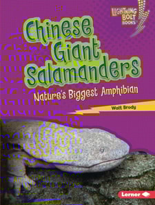 Chinese Giant Salamanders