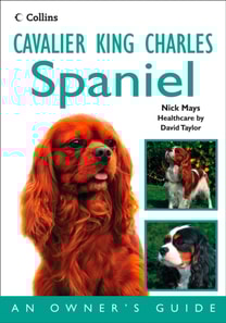 Cavalier King Charles Spaniel
