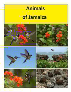 Animals of Jamaica