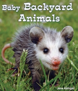 Baby Backyard Animals