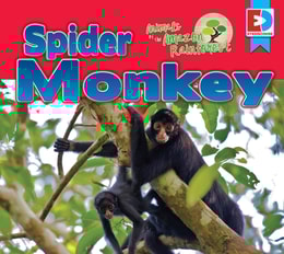 Animals of the Amazon Rainforest: Spider Monkey