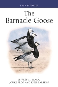 Barnacle Goose