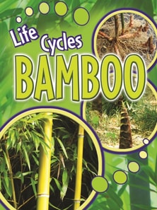 Bamboo