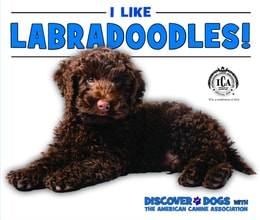 I Like Labradoodles!