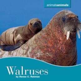 Walruses