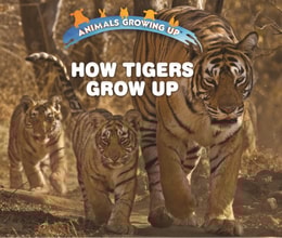 How Tigers Grow Up