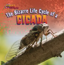 Bizarre Life Cycle of a Cicada