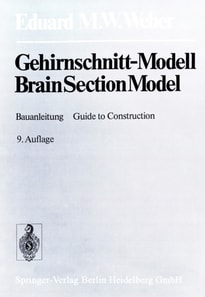 Gehirnschnitt-Modell / Brain Section Model