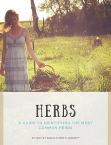 Guide To Identifying The Most Common Herbs