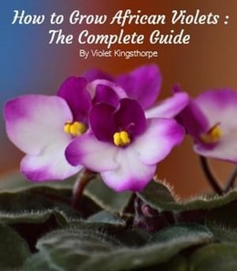 How to Grow African Violets : The Complete Guide