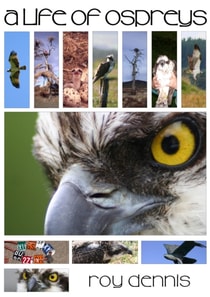 Life of Ospreys