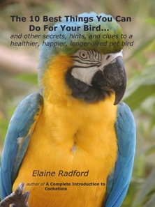 10 Best Things You Can Do For Your Bird