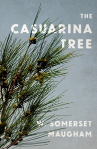 Casuarina Tree