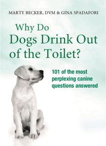 Why Do Dogs Drink Out Of The Toilet?