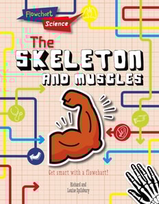 Skeleton and Muscles