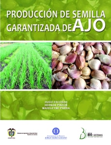 Producción de semilla garantizada de ajo