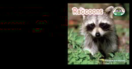 Raccoons