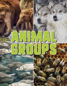 Animal Groups