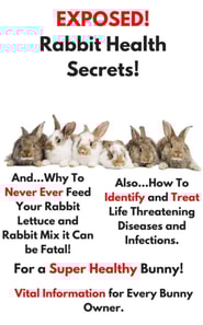 Exposed Rabbit Health Secrets