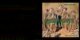 Meerkats