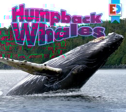 Humpback Whales