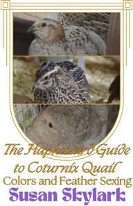 Haphazard Guide to Coturnix Quail Colors and Feather Sexing