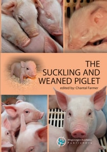 suckling and weaned piglet