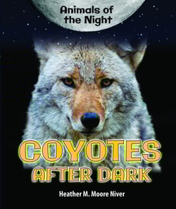Coyotes After Dark