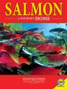 Salmon: A Journey Home