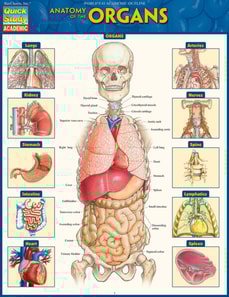 Anatomy of the Organs