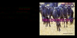Wildebeests