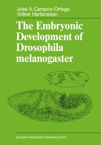Embryonic Development of Drosophila melanogaster