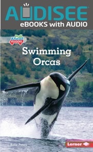 Swimming Orcas