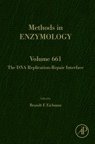 DNA Replication-Repair Interface
