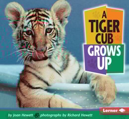 Tiger Cub Grows Up