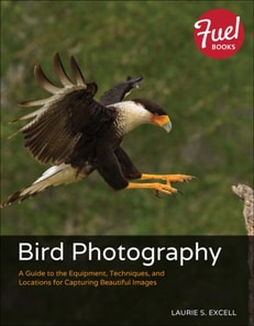 Bird Photography