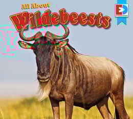 All About Wildebeests