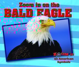 Zoom in on the Bald Eagle
