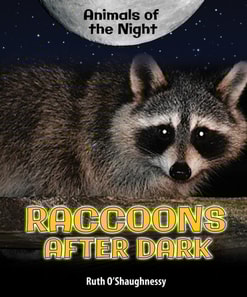 Raccoons After Dark