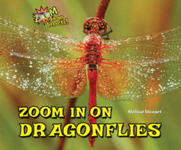Zoom in on Dragonflies